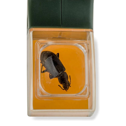Upgraded Handheld Insect Catcher Tool – Bug Clamp with 5× Magnifying Glass for Bees, Spiders, Cockroaches & Safe Bug Release